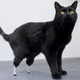 Illustration for article titled Cyborg cat walks on bionic feet
